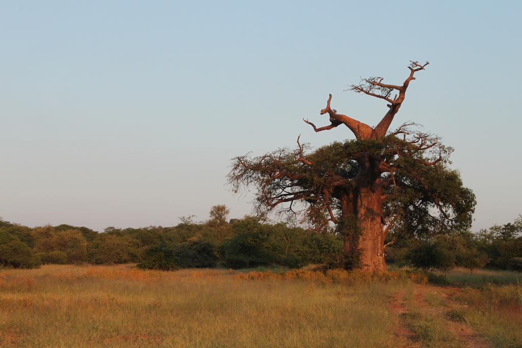 Adansonia Eco Lodge Мусіна Екстер'єр фото
