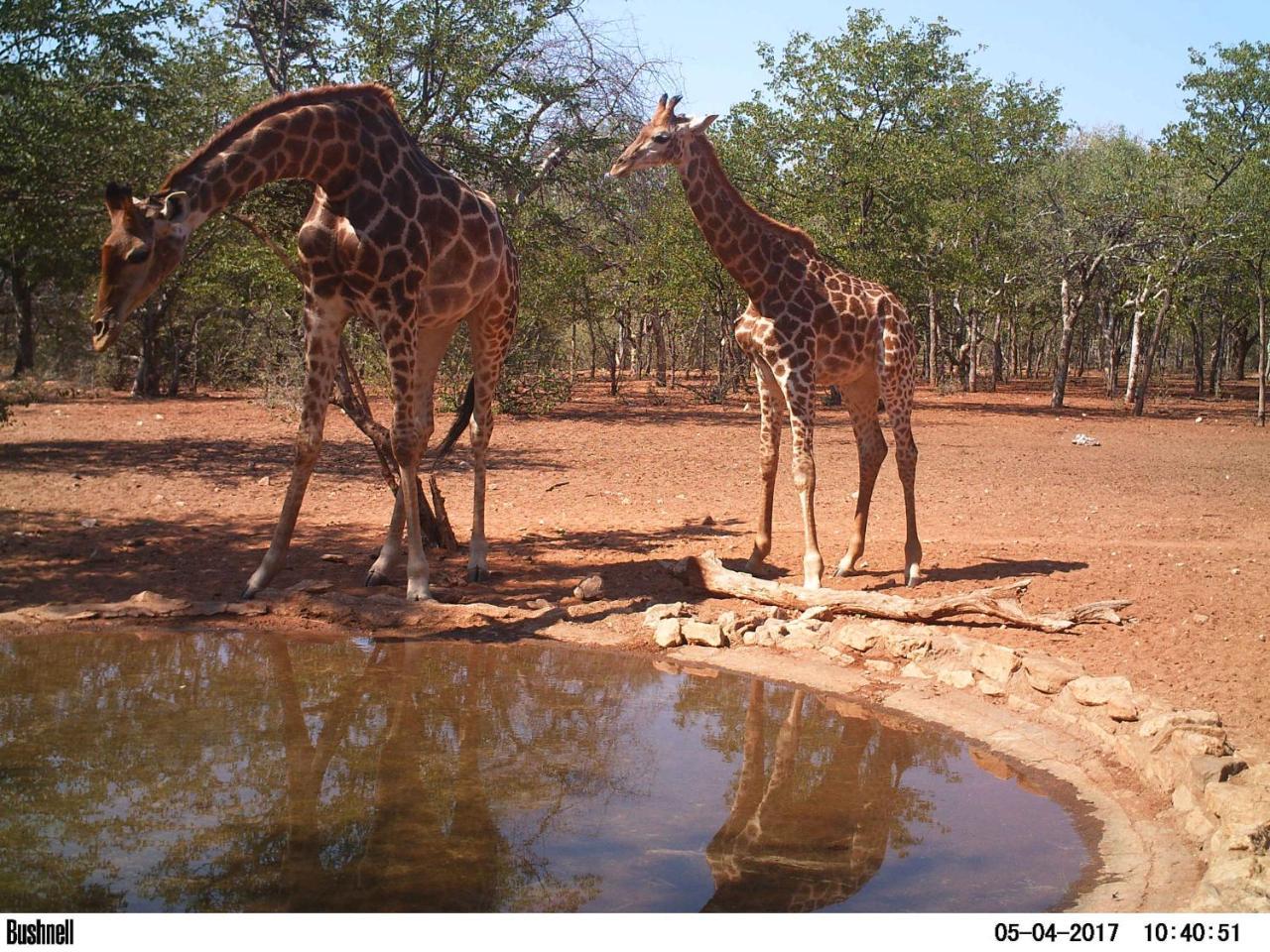 Adansonia Eco Lodge Мусіна Екстер'єр фото