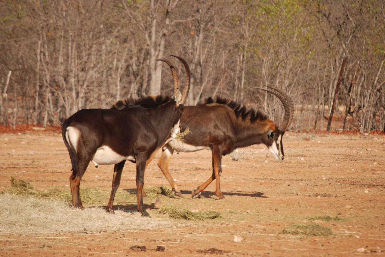 Adansonia Eco Lodge Мусіна Екстер'єр фото